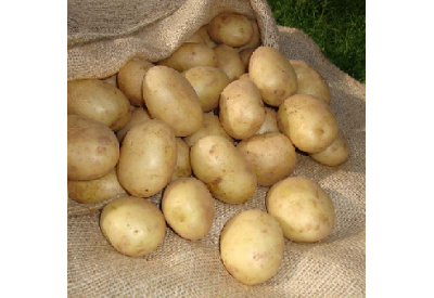 Winston Seed Potatoes (First Early - 1 kg)	